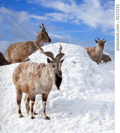 Markhor in wildness area 9221512