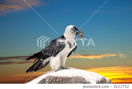 Griffon vulture against sky background Griffon vulture against sky background 9221752