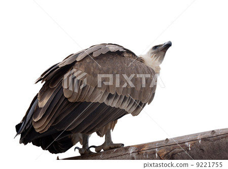 Griffon vulture. Isolated over white 9221755