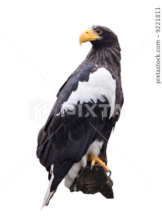 Steller's sea eagle over white 9221811