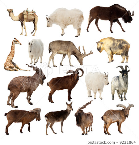 Set of Artiodactyla animals. Isolated over white 9221864