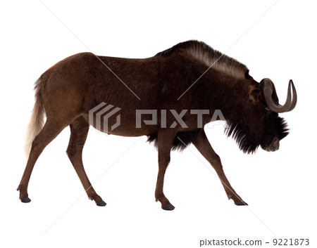 Black wildebeest. Isolated over white Black wildebeest. Isolated over white 9221873
