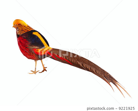 Golden pheasant. Isolated over white 9221925