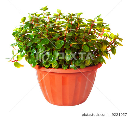 Callisia elegans in pot. Isolated on white Callisia elegans in pot. Isolated on white 9221957