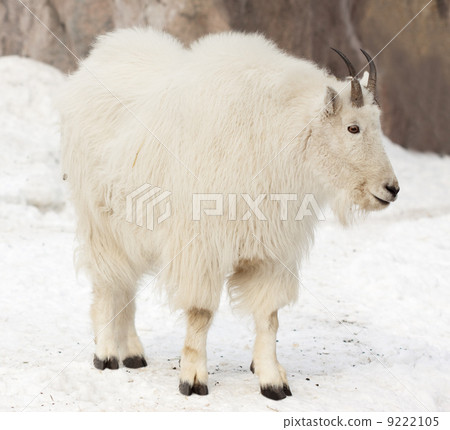 Rocky mountain goat on snow Rocky mountain goat on snow 9222105