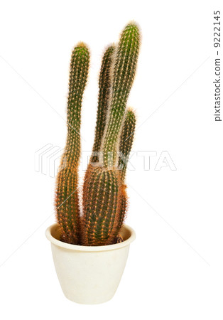 cactus in pot. Isolated on white 9222145