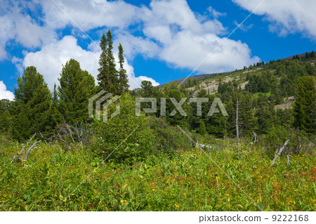 mountains with cedar forest 9222168