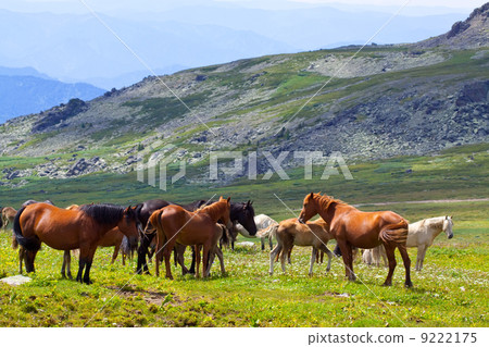 herd of horses herd of horses 9222175