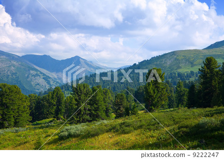 mountains landscape with cedar forest 9222247