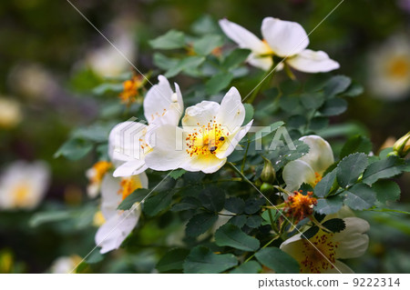 brier branch in spring brier branch in spring 9222314