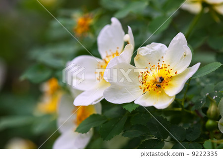 brier branch with flowers 9222335