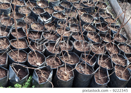 sprouts in pots outdoor sprouts in pots outdoor 9222345