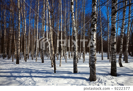 Birch grove Birch grove 9222377