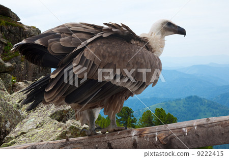 Griffon vulture in wildness 9222415