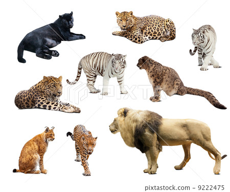big wildcats over white background big wildcats over white background 9222475