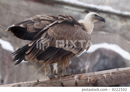 Griffon vulture against rocky background 9222502
