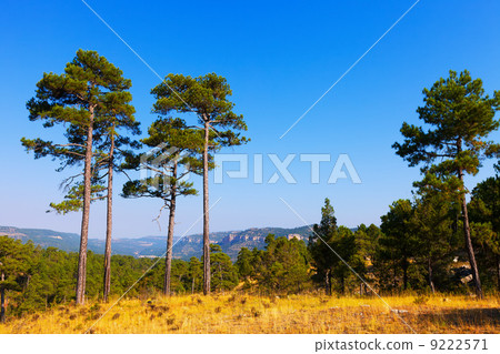 Pine trees 9222571
