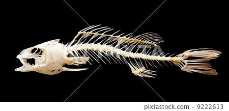 Skeleton of fish. Isolated over black Skeleton of fish. Isolated over black 9222613