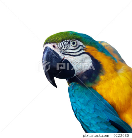 papagay with copyspace 9222680