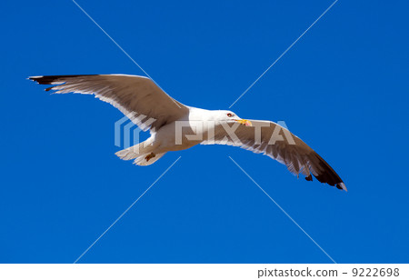 Flying seagull Flying seagull 9222698