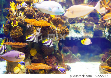 fish at coral reef 9222713