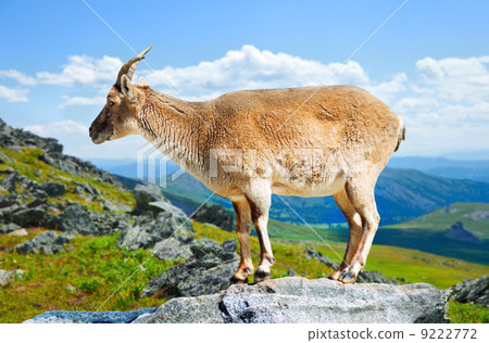 Standing muflon at wildness Standing muflon at wildness 9222772