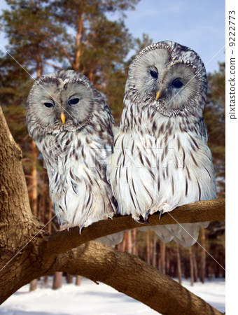 Two Great Grey Owls in winter Two Great Grey Owls in winter 9222773