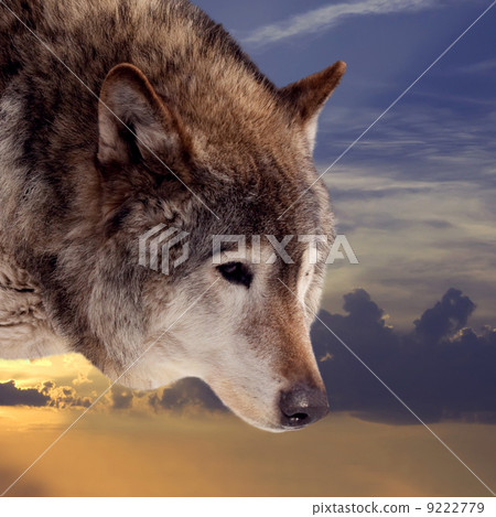 Head of wolf Head of wolf 9222779