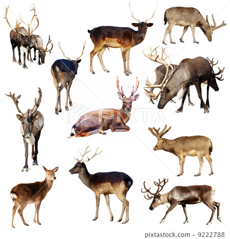 Set of many deer 9222788