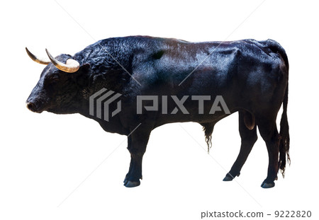 Standing black bull, isolated over white 9222820