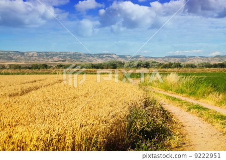 Rural landscape with field road Rural landscape with field road 9222951