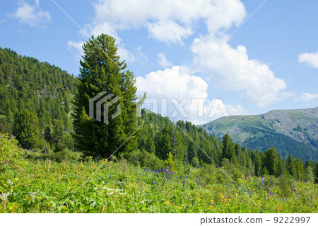 mountains with cedar forest mountains with cedar forest 9222997