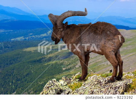 East Caucasian tur 9223192