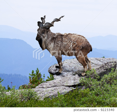 markhoor in wildness area markhoor in wildness area 9223340