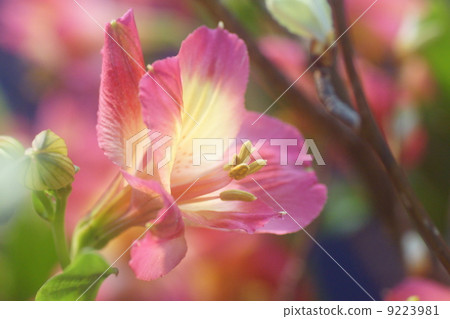 Astromeria 9223981