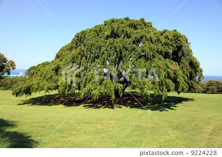 牙買加大樹 9224228