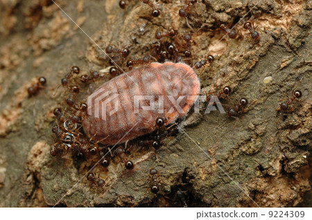 Owarazu Karagara Musi Owarazu Karagara Musi 9224309