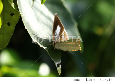 Uragine繁殖魚 9224718