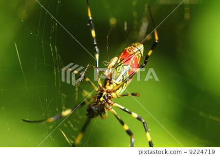 Joro蜘蛛關節 9224719