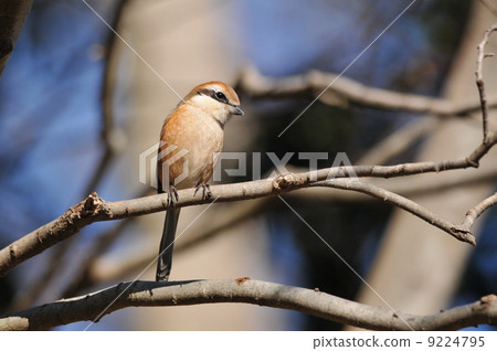 Wild bird in the forest ~ Mos ♂ ~ 9224795