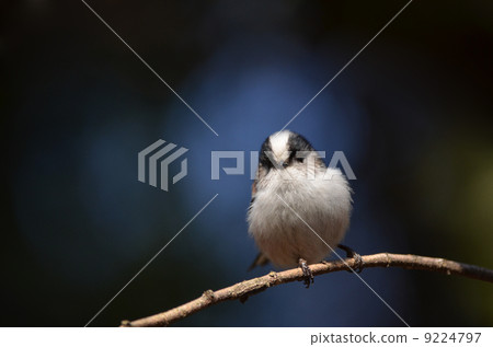 Wild birds in the forest ~ Enaga ~ 9224797