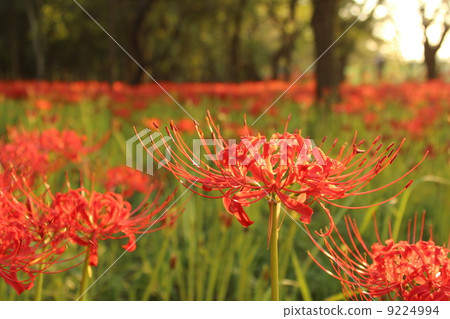 Cluster amaryllis Cluster amaryllis 9224994