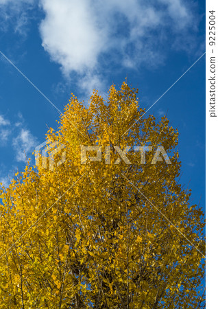 藍天和銀杏 藍天和銀杏 9225004