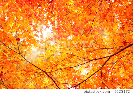 葉秋葉楓樹植物景觀戶外秋天紅樹黃葉秋天圖像圖像秋天秋天內容天然楓葉風格詩季節秋季日本日本四季紅橙色分支背景材料背景 9225172