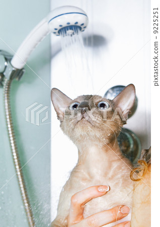 Peterbald Cat in Shower 9225251