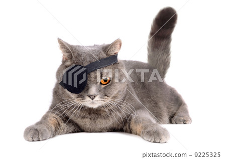 One-eyed cat One-eyed cat 9225325