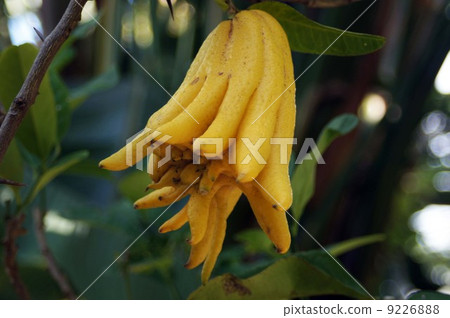 Bushkan Bushkan 9226888