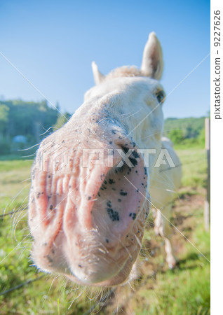 funny white horse portrait funny white horse portrait 9227626