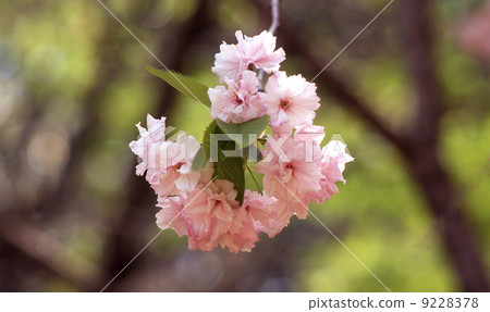 雙櫻花 9228378