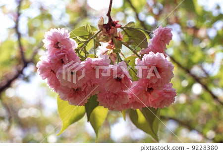 雙櫻花 雙櫻花 9228380